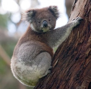 Koala_climbing_tree 2