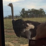 8_Ostrich