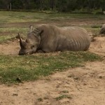 9_Rhino