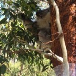 Koala chewing