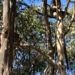 Sitsleeping koala
