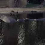 2_Hippos