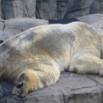 zoo-polar bear