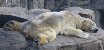 zoo-polar bear
